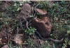 Culebra de Lneas Amarillas (Liophis anomalus).