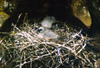 Nido de Bandurria Amarilla (Threristicus caudatus) con pichones en un paredn. Alrededores del A Gajo del Lunarejo.